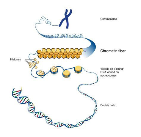 naked dna is called chromatin|8.4: Genes and Chromatin in Eukaryotes